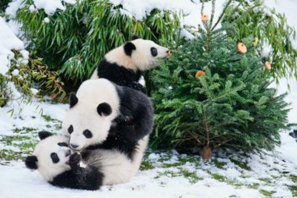 　ベルリンの動物園で遊ぶ子パンダ＝５日（ＡＰ＝共同）