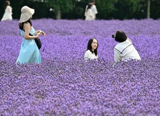 　見頃を迎え、丘一面が鮮やかな紫色に染まったラベンダー畑で写真撮影を楽しむ人たち＝１３日、北海道中富良野町