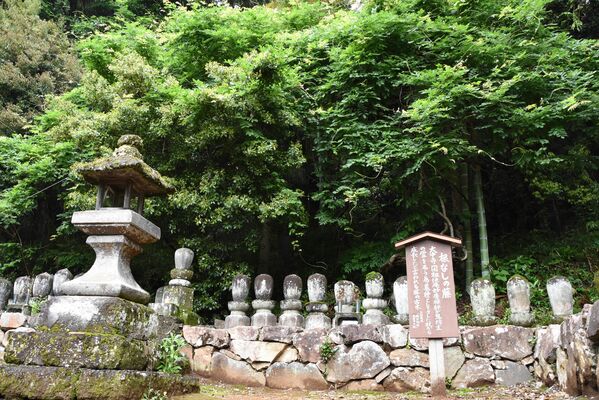 雨月物語にも登場した根なしの藤