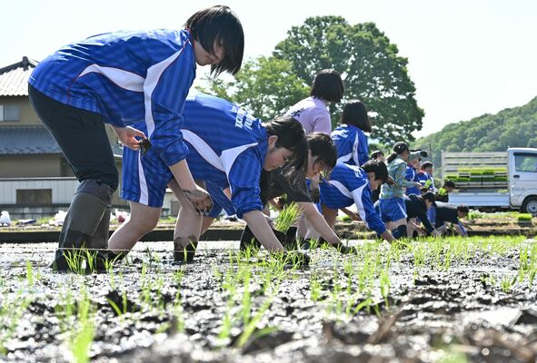 丁寧に苗を植える生徒たち