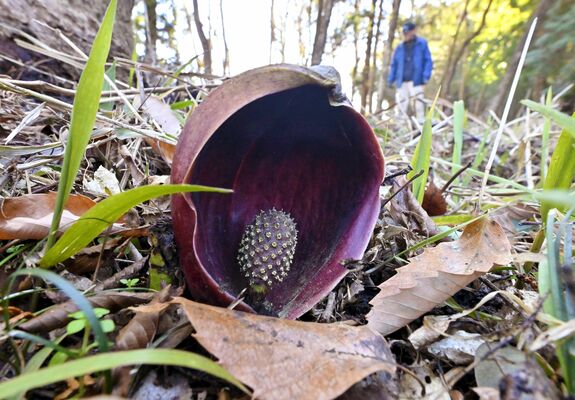 落ち葉の中から顔を出すザゼンソウ＝30日午前11時30分、大田原市北金丸