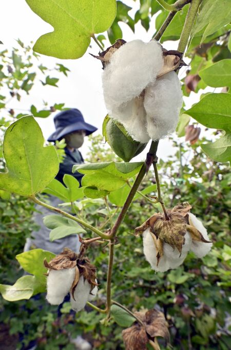 弾けた実から顔をのぞかせた真っ白な綿花