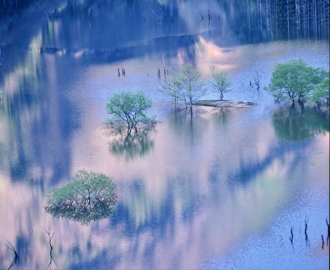 金賞「霧たつ水没林」君島哲郎（宇都宮）