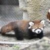 那須どうぶつ王国でレッサーパンダの赤ちゃん公開　ぬいぐるみのような姿、元気いっぱい　10月末まで愛称募集