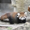 那須どうぶつ王国でレッサーパンダの赤ちゃん公開　ぬいぐるみのような姿、元気いっぱい　10月末まで愛称募集