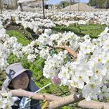 満開の白い花に「にっこり」　宇都宮のナシ農家で人工授粉作業始まる