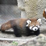 那須どうぶつ王国でレッサーパンダの赤ちゃん公開　ぬいぐるみのような姿、…
