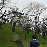 栃木県内、桜の名所が危機　クビアカツヤカミキリの食害拡大で伐採も　景色…