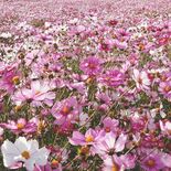 休耕地に広がる白、紫、ピンク　栃木でコスモス見頃