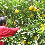 山あいに輝く黄色い実　茂木でユズ収穫最盛期