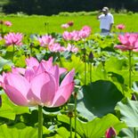 陽光に輝くピンクや白のハス　那須・芳賀さんの休耕田で８月まで見頃