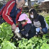 大根抜きを園児が体験　リンゴ狩りの代わりに　両手で抱えて大満足