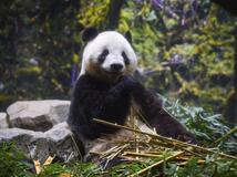 パンダもう来ない?