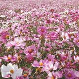 休耕地に広がる白、紫、ピンク　栃木でコスモス見頃