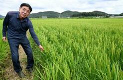 【夕刊】韓国、対日コメ輸出が急増