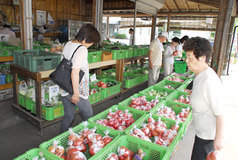 落合農産物直売所　ＪＡかみつが　味競い合う豊富な夏野菜