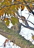 茂木の城山公園にニホンリス　冷え込む朝でも元気