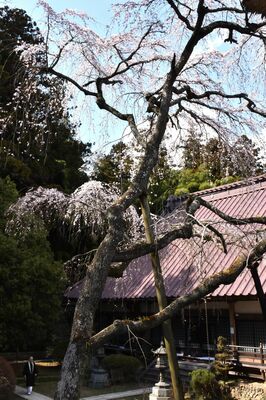 見頃を迎えた光丸山法輪寺の西行桜