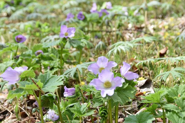 境内の斜面を彩るシラネアオイ