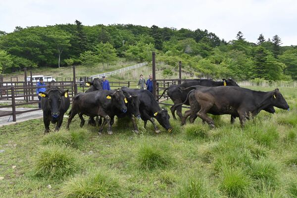 ゲートが開けられ、一斉に走りだす牛たち