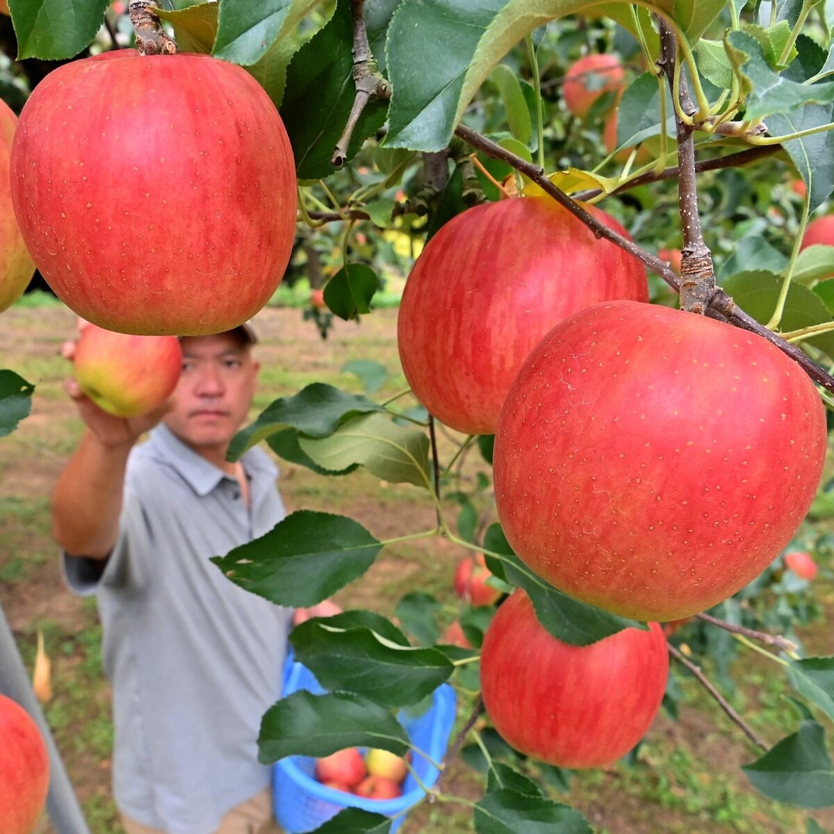 矢板で早くもリンゴ収穫 小ぶりでも味濃厚｜県内主要,地域の話題,経済