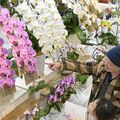 新春を彩る栃木県産の洋ラン　FKD宇都宮店で展示始まる