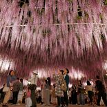 あしかがフラワーパーク大藤まつり13日開幕　27日～５月７日に見頃ピー…