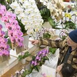 新春を彩る栃木県産の洋ラン　FKD宇都宮店で展示始まる