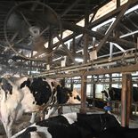 記録的猛暑で乳量減る牛、死ぬ被害も増　栃木県内の農業に打撃　旬迎えるニ…