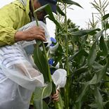 笑顔をありがとう、80歳で“卒業”します　児童に農業体験提供し30年　…