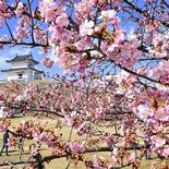 城址公園でカワヅザクラ見頃　宇都宮、花見客にぎわいも
