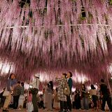 あしかがフラワーパーク大藤まつり13日開幕　27日～５月７日に見頃ピークの見込み