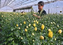 春の彼岸に添える彩り　塩谷でスプレー菊の出荷進む【動画】