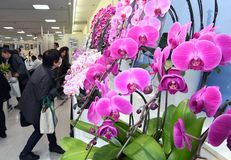 とちぎ蘭展開幕