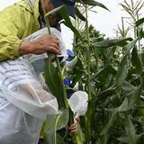笑顔をありがとう、80歳で“卒業”します　児童に農業体験提供し30年　小山の森田さん最後の授業