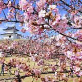 城址公園でカワヅザクラ見頃　宇都宮、花見客にぎわいも