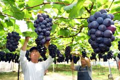 ブドウ収穫始まる　栃木
