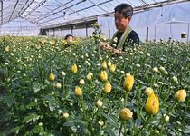 塩谷でスプレーマムの出荷最盛期