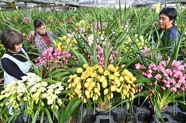 最盛期を迎えたシンビジウムの出荷作業