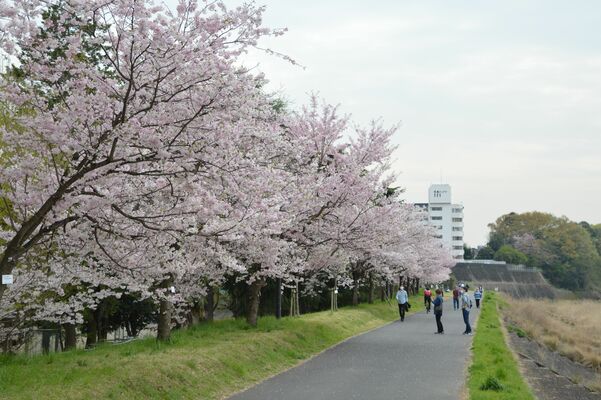 見頃を迎えたオモイガワザクラ