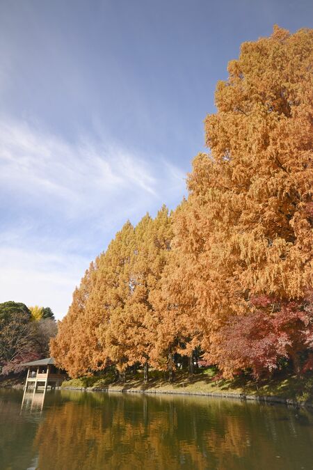 紅葉の見頃を迎えた県中央公園のメタセコイア＝24日午後０時45分、宇都宮市睦町