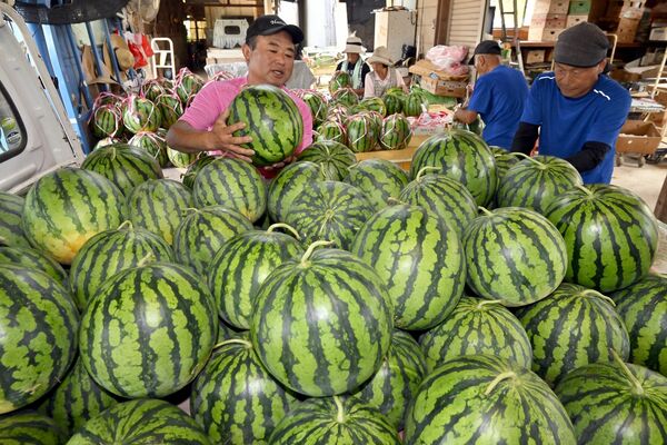 出荷準備のため作業場に積まれた与一西瓜=16日午前9時、大田原市藤沢