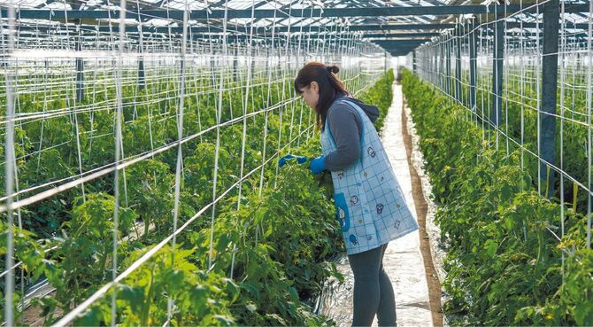 父を超えるおいしいトマト栽培に挑む茂木さん