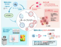 電解水素水が抗がん剤感受性を高める可能性を細胞実験で示唆