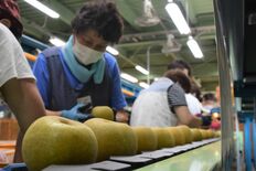 ナシ「幸水」出荷始まる　大田原、ＪＡなすの湯津上選果場