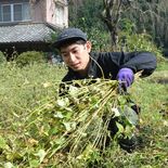 出流そばＰＲ　収穫作業に汗　種まきからそば打ちまでSNS発信