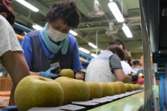 ナシ「幸水」出荷始まる　大田原、ＪＡなすの湯津上選果場