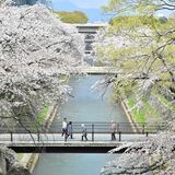 前橋や館林など、桜の名所で異変　枝振り寂しくなった　進む老化、害虫被害も深刻に　樹勢衰え 対策に躍起