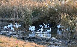 コウノトリ２０羽超 飛来　
