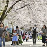 春風に桜舞う　那須塩原の千本松牧場　ソメイヨシノ300本が見頃